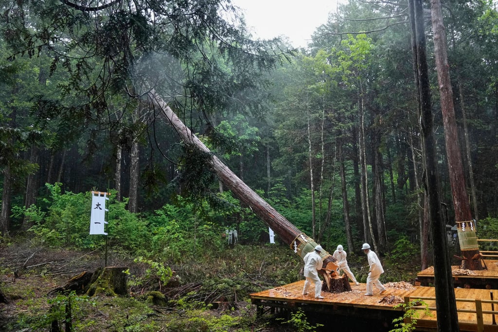 Woodcutters chop down a cypress tree during the rebuilding of the Ise Jingu shrine in the Akasawa Natural Recreational Forest in Agematsu, Japan, in June 2025. Photo: AP