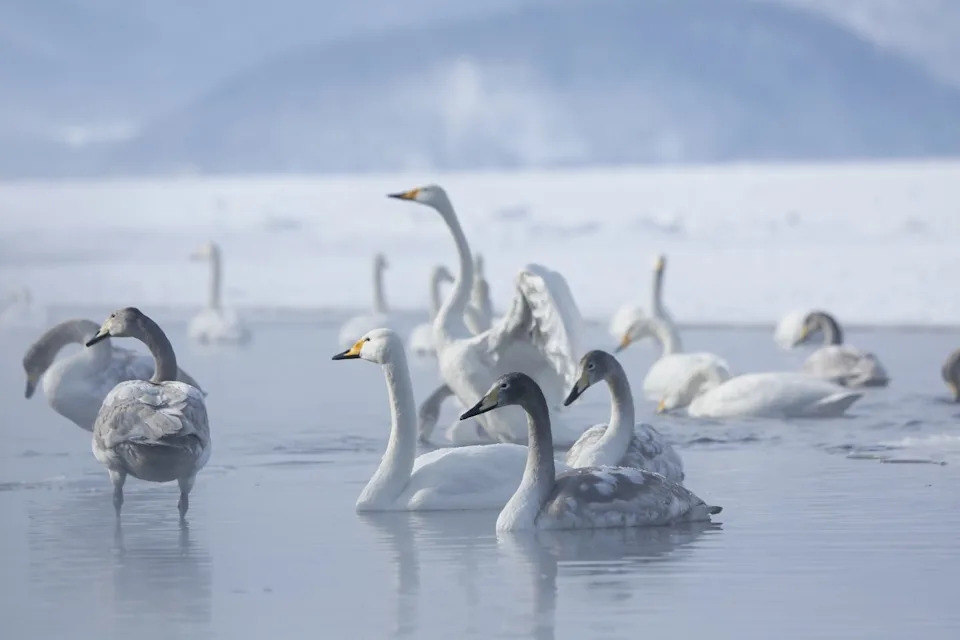 whooper swan in lake kussharo, hokkaido