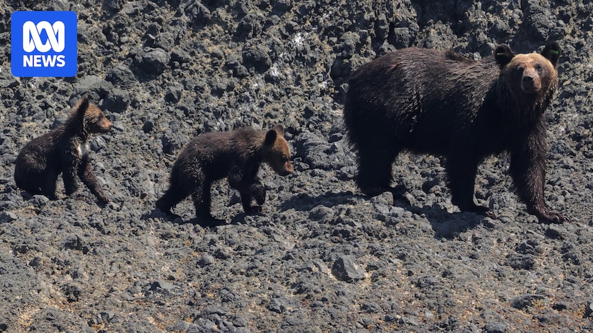 Japan asks army to cull bears after spike in attacks on humans Japan asks army to cull bears after spike in attacks on humans
