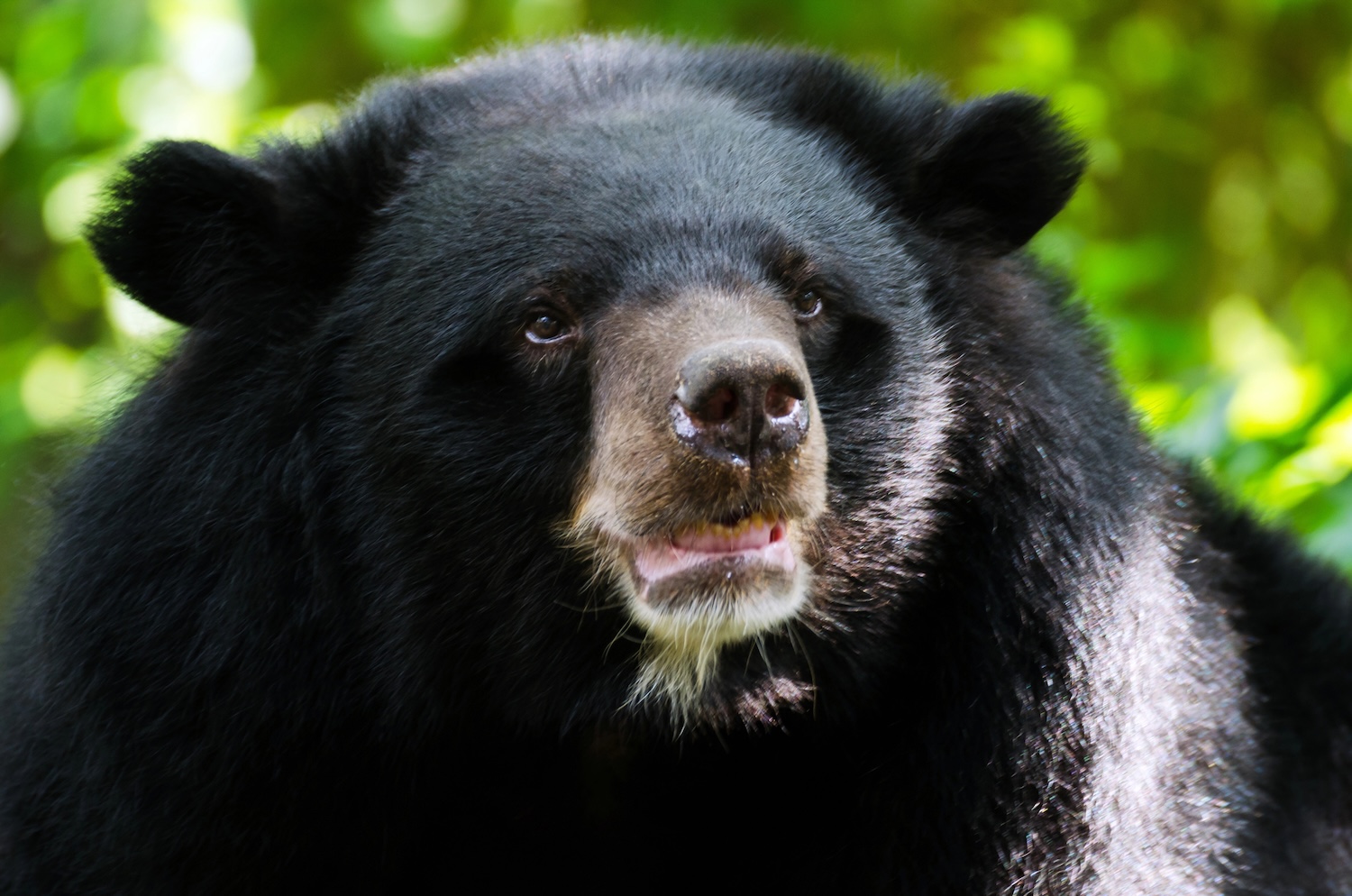 Close up of Asian black bear