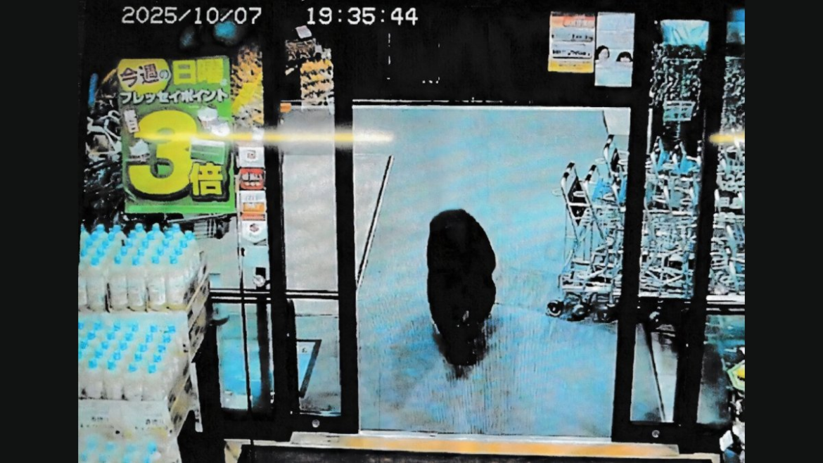 Bears have attacked over 100 people in Japan since March Bears have attacked over 100 people in Japan since March