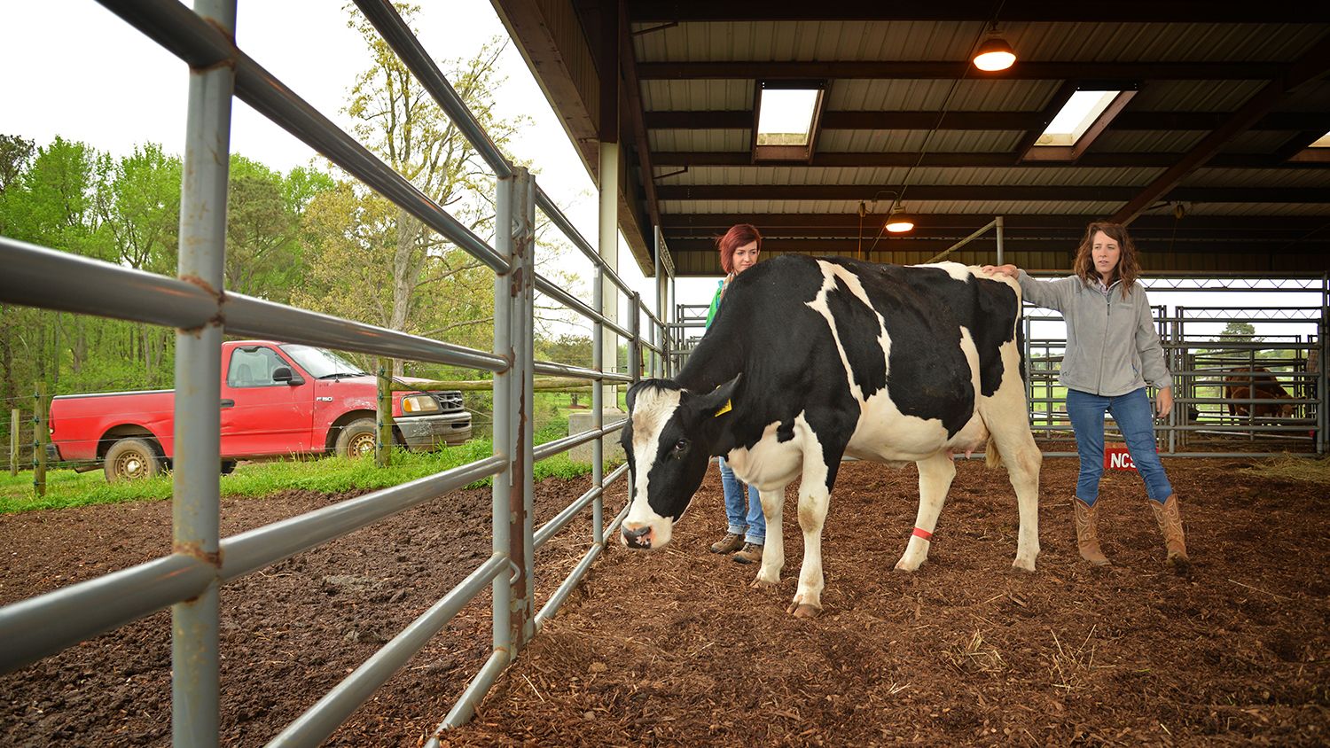 Two women looking at a black and white dairy cow