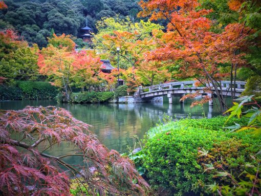 Autumn in a Japanese garden