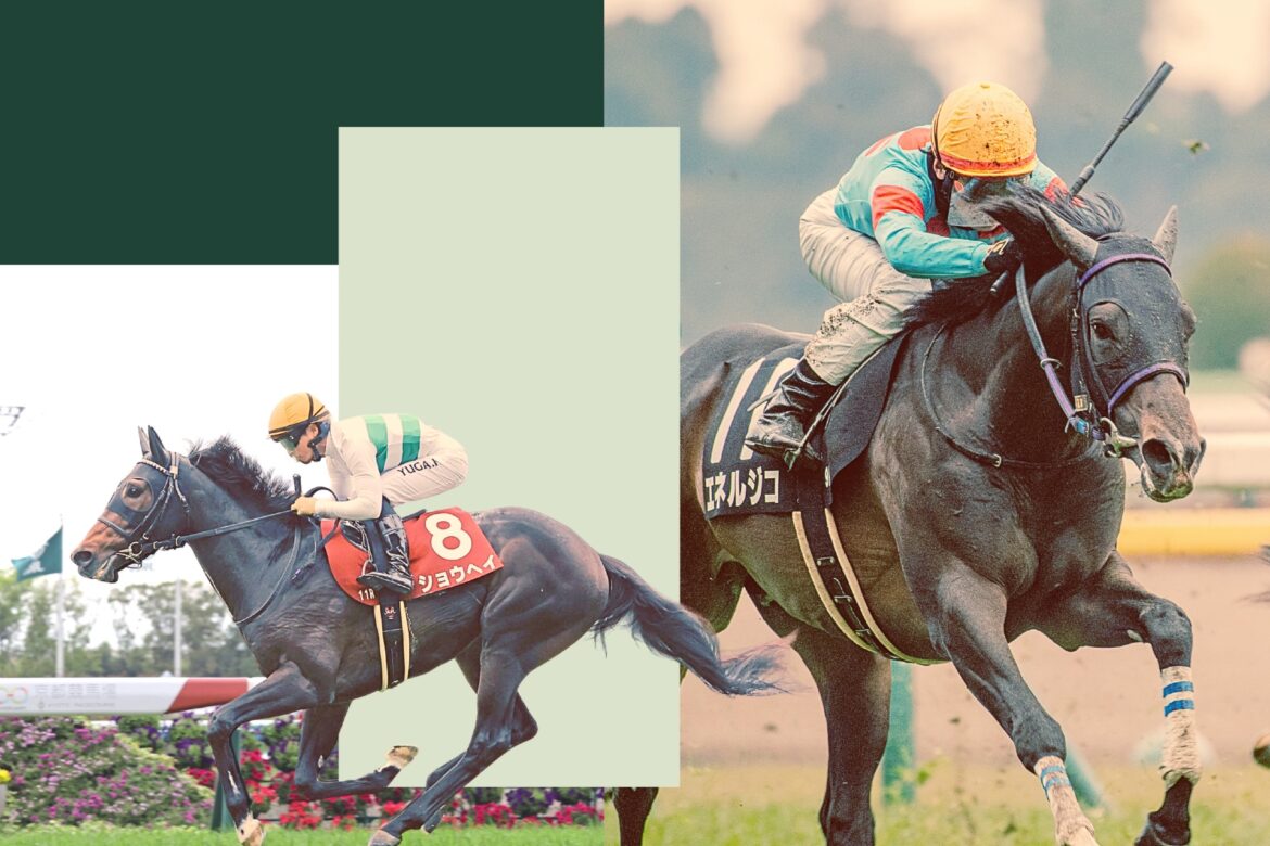 expert predictions and betting guide G1 Guide Kikuka Sho