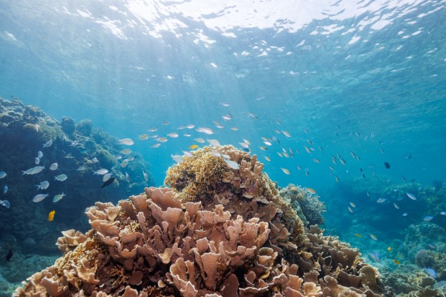 The Beautiful schools of Dark-banded fusilier (Pterocaesio tile) and Stout chromis (Chromis chrysura) and others in beautiful white beach and coral reef.