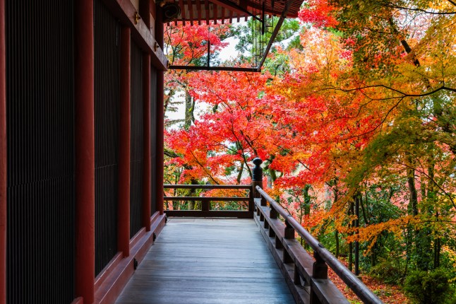 wooden material path and red maple leaves
