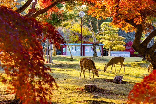 Deer with Red Maple Trees in Autumn at Nara Park, Nara, Japan