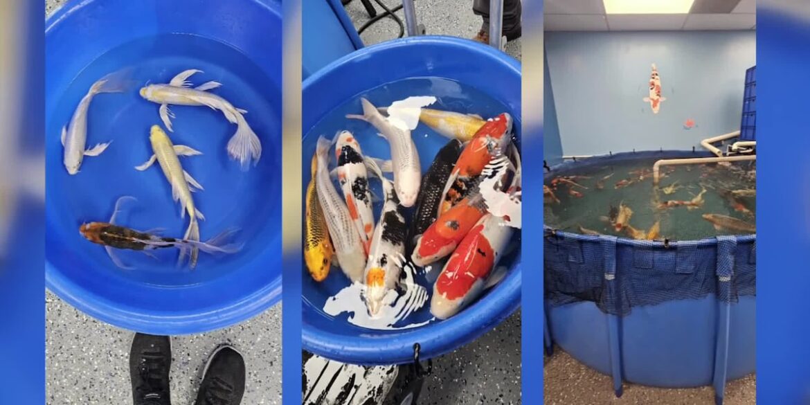 Mesa business imports, sells high-quality koi from Japan