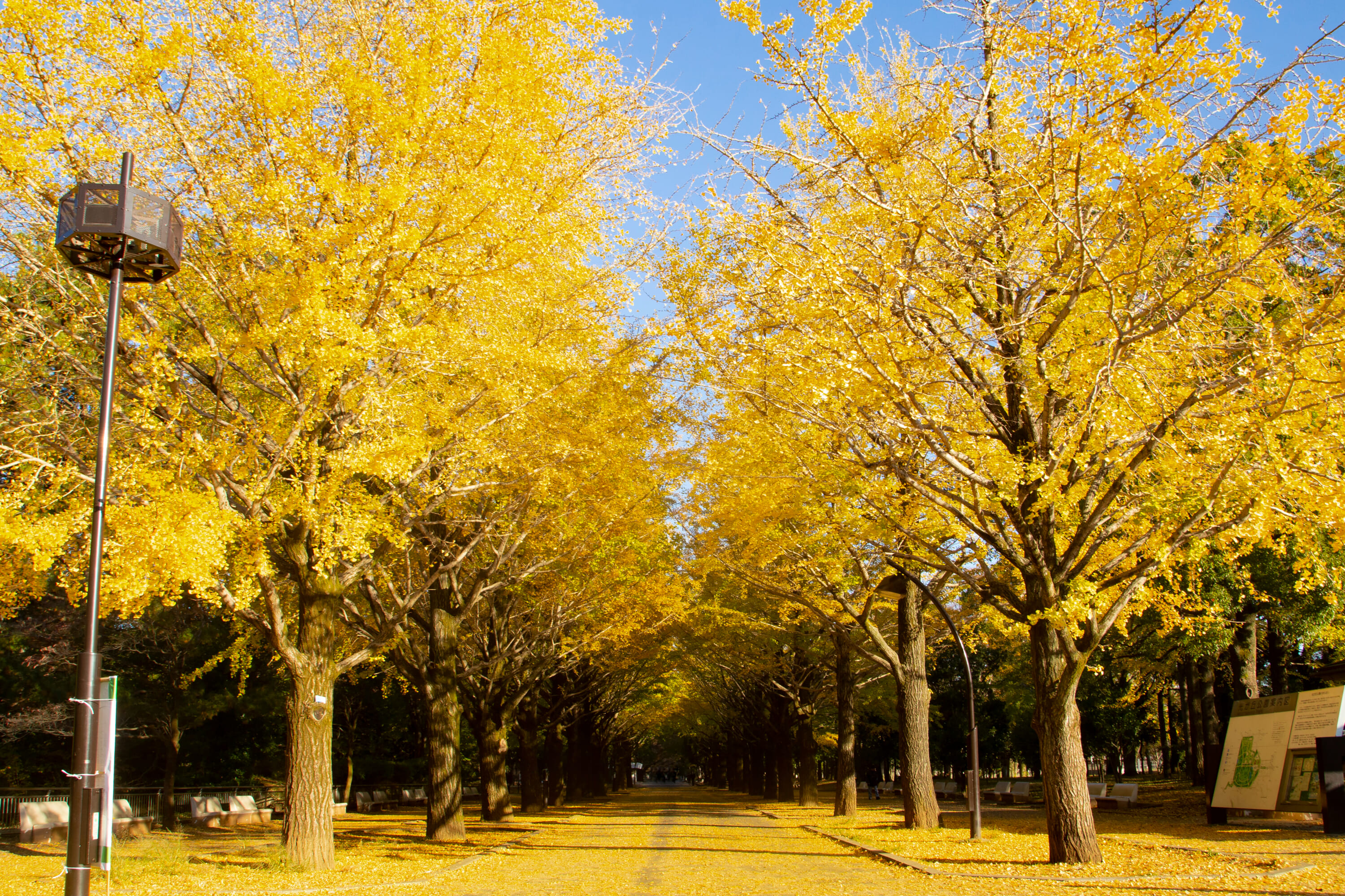 hikarigaoka park