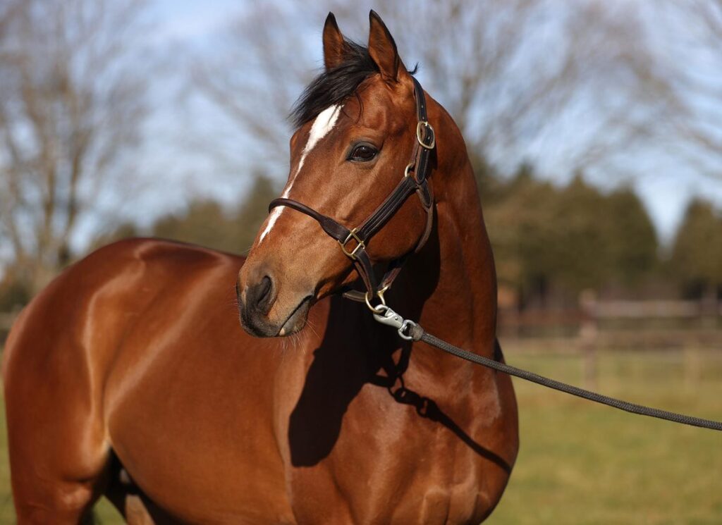 Japan Colt Tops Day Two of the BBAG October Sale at €43,000