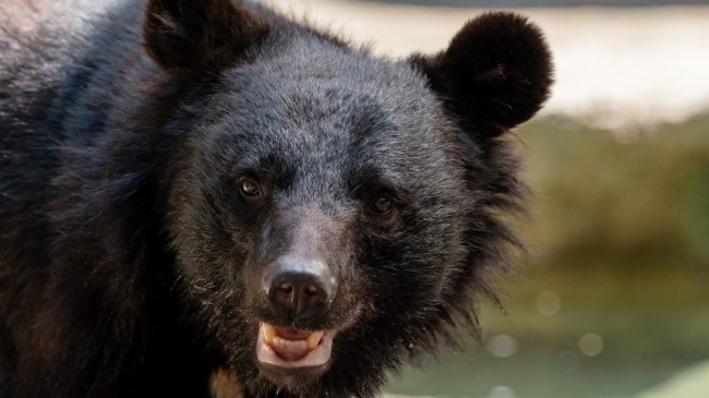 Japanese black bear