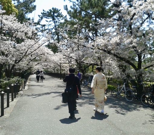 Cherry blossom in Kobe