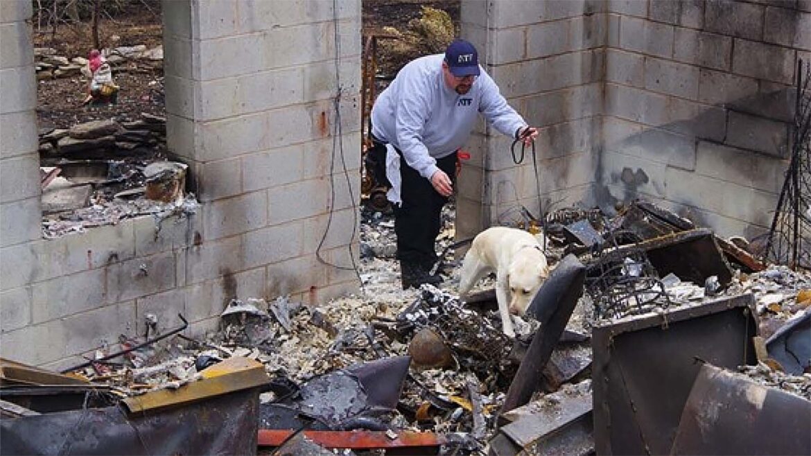 Kyoto, Wyoming’s First Arson-Detecting K-9, Busts Criminals & Calms Fire Victims Cowboy State Daily logo