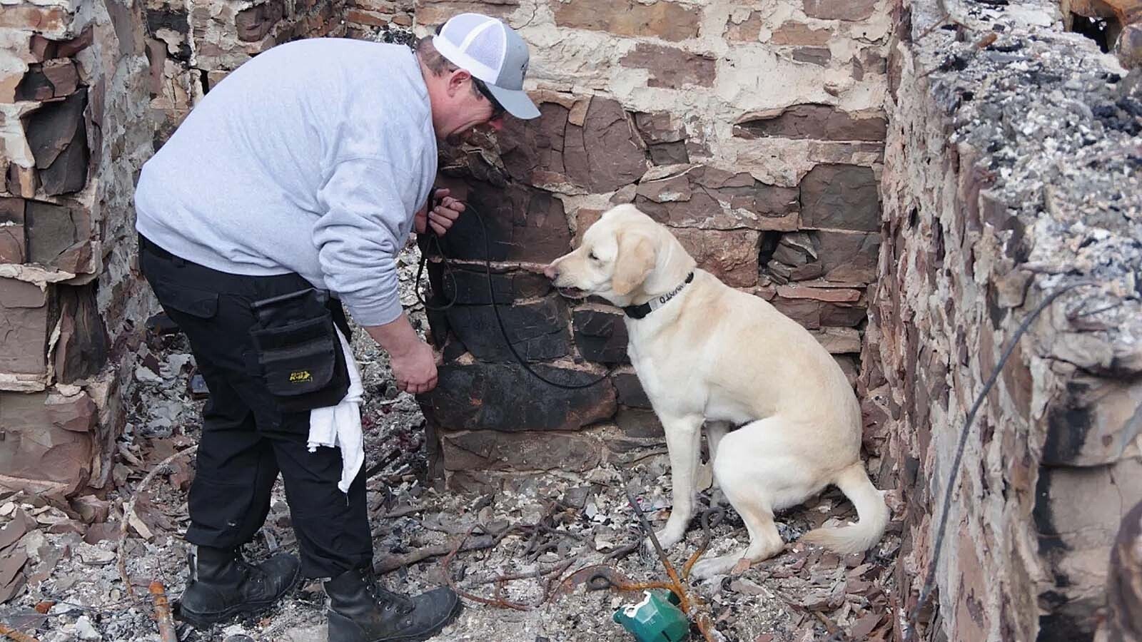 Kyoto, Wyoming’s first ATF-trained arson detection dog, helps investigators sniff out arsonists with his powerful nose. The lovable Labrador also loves to play and calms fire victims.