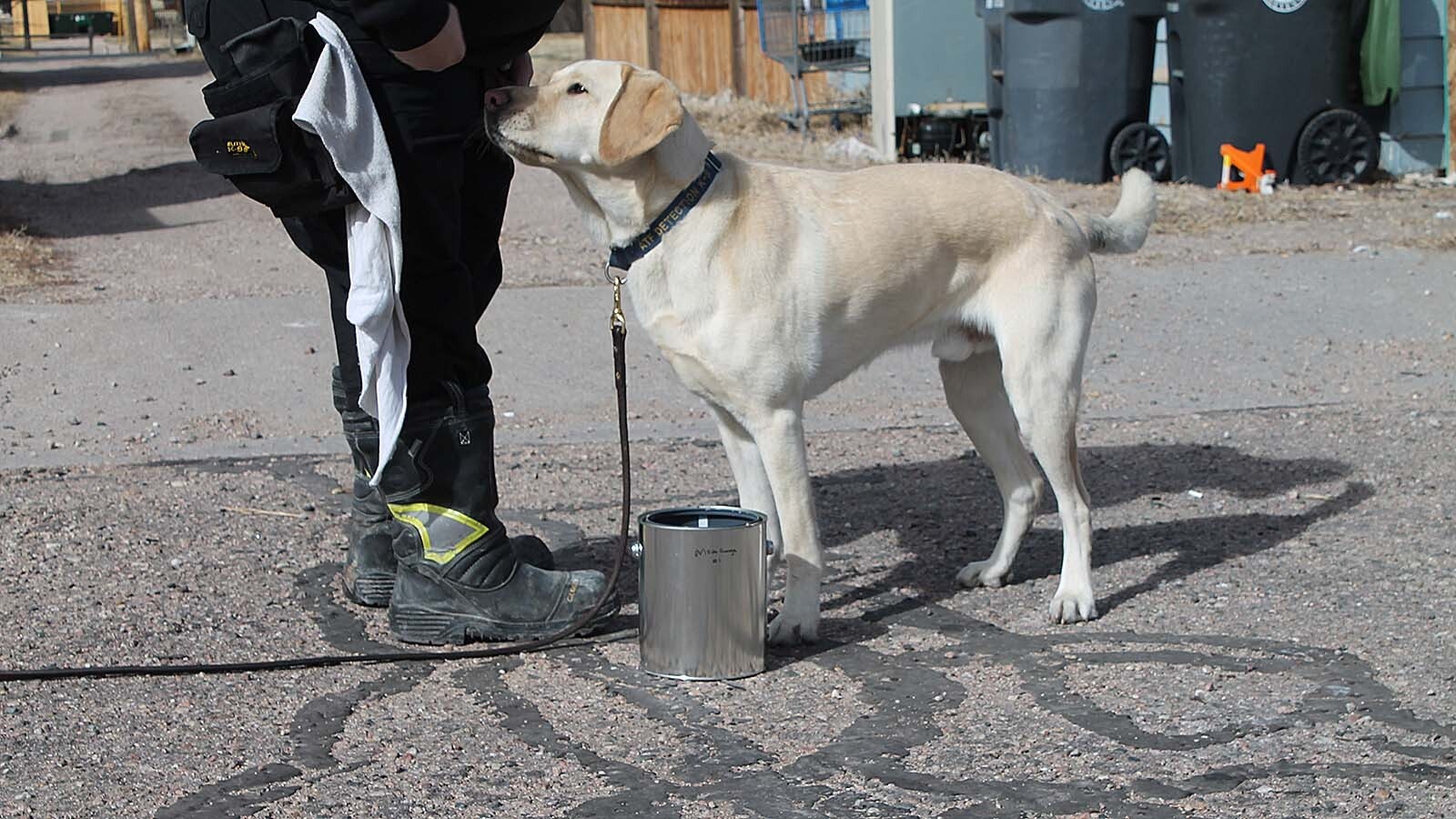 Kyoto is 100% food-driven, meaning he only eats handfuls of dog food during trainings or when on fire scenes.