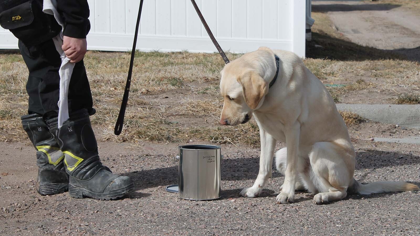 Kyoto, and his handler Eric Siwik, are constantly training up to three times a day to build their skills.