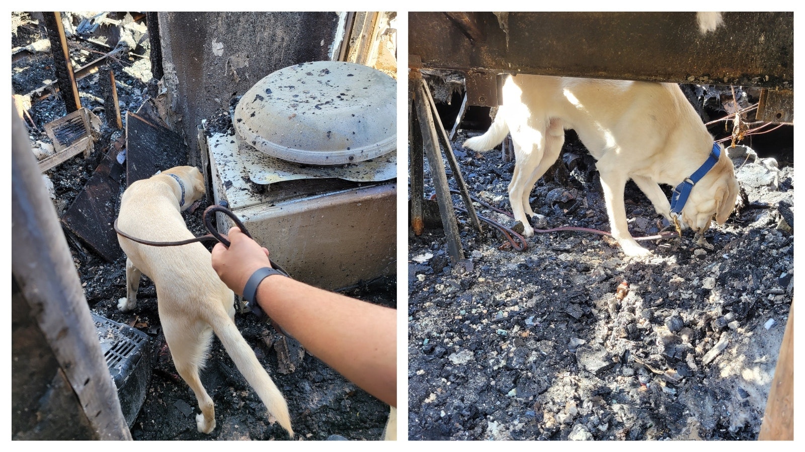 Kyoto has already proven valuable on fire scenes in detecting the presumptive presence of accelerants, which are later tested in a lab for confirmation. ATF-trained accelerant detection dogs are trained to detect thousands of different ignitable liquids that might be present at a fire scene.