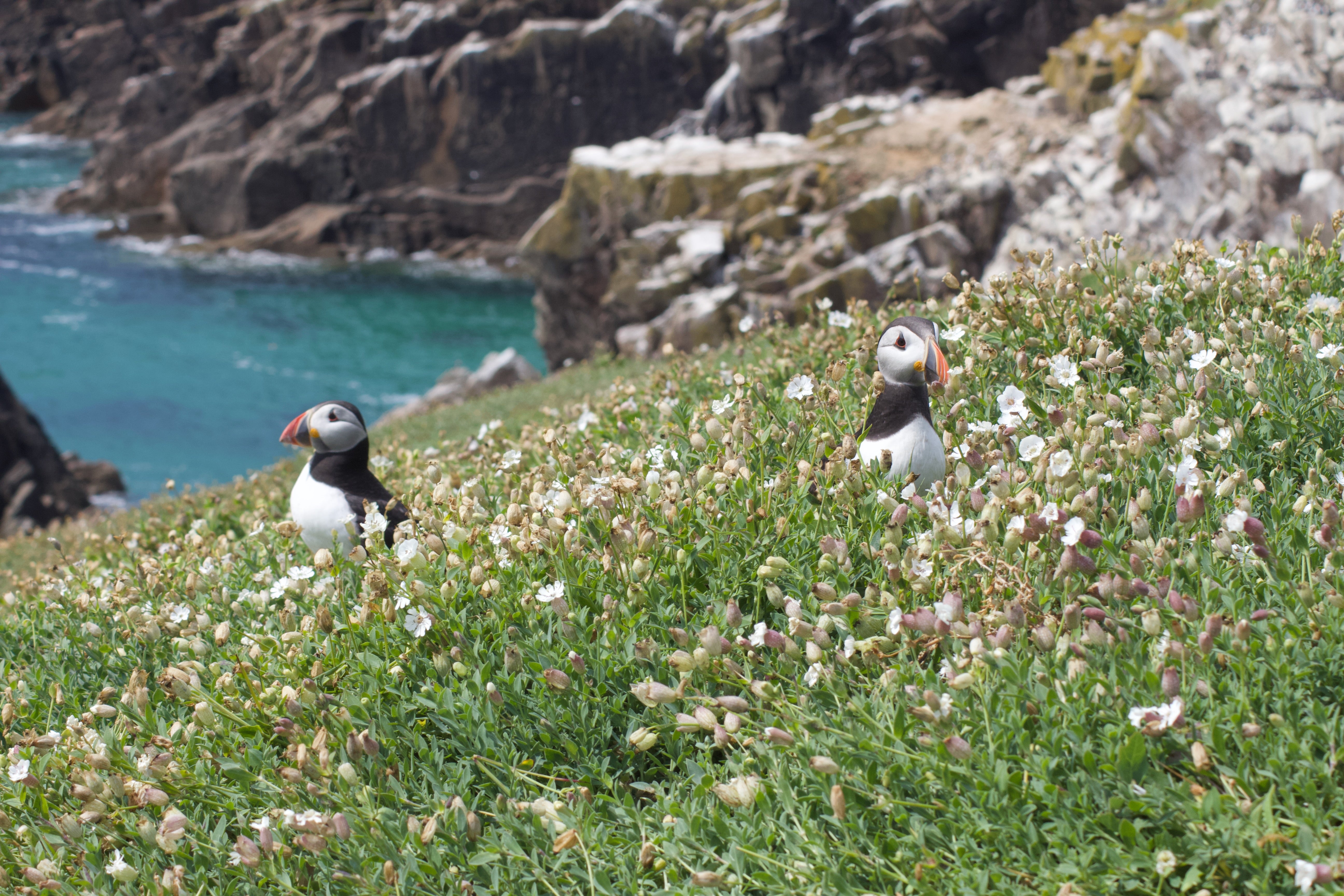It’s more about puffins than people on Great Saltee