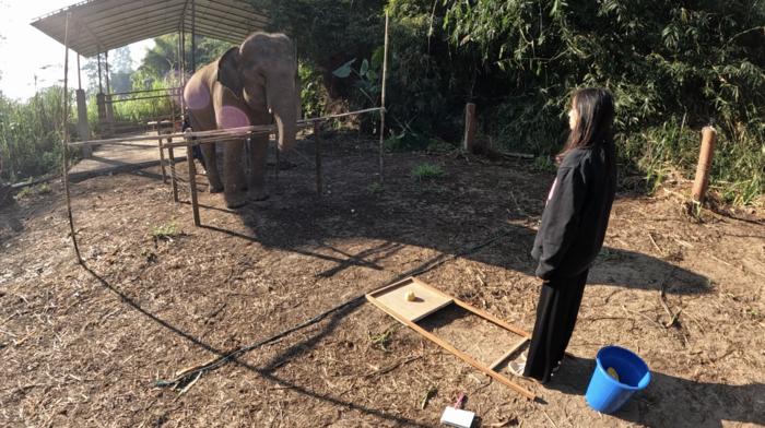 Do elephants know when we're looking at them?