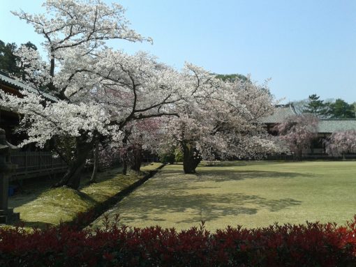 Todai-ji Gardens in cherry blossom season, Japan