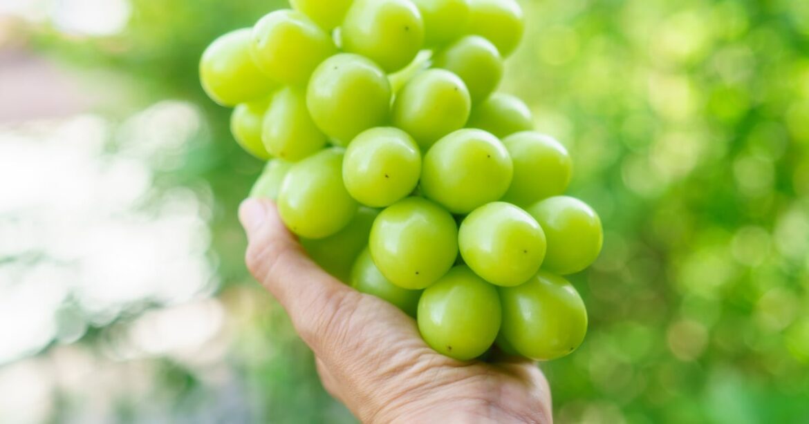 Japan agri minister pushes for Shine Muscat grape export amid overseas licensing backlash