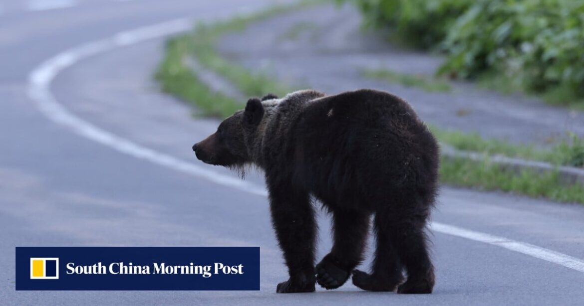 Japanese scientists invent AI tool to predict bear encounters as attacks rise Japanese scientists invent AI tool to predict bear encounters as attacks rise
