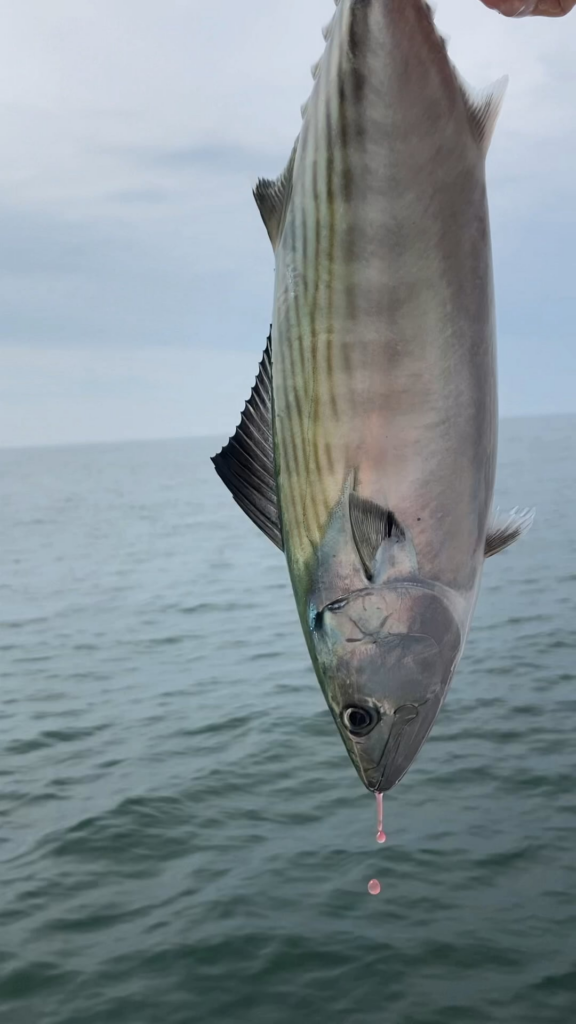 Homemade bonito flakes Homemade bonito flakes