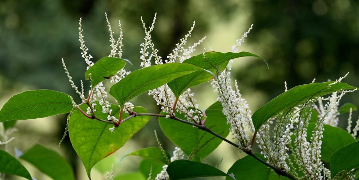 How to Stop Japanese Knotweed from Taking Over Your Garden How to Stop Japanese Knotweed from Taking Over Your Garden