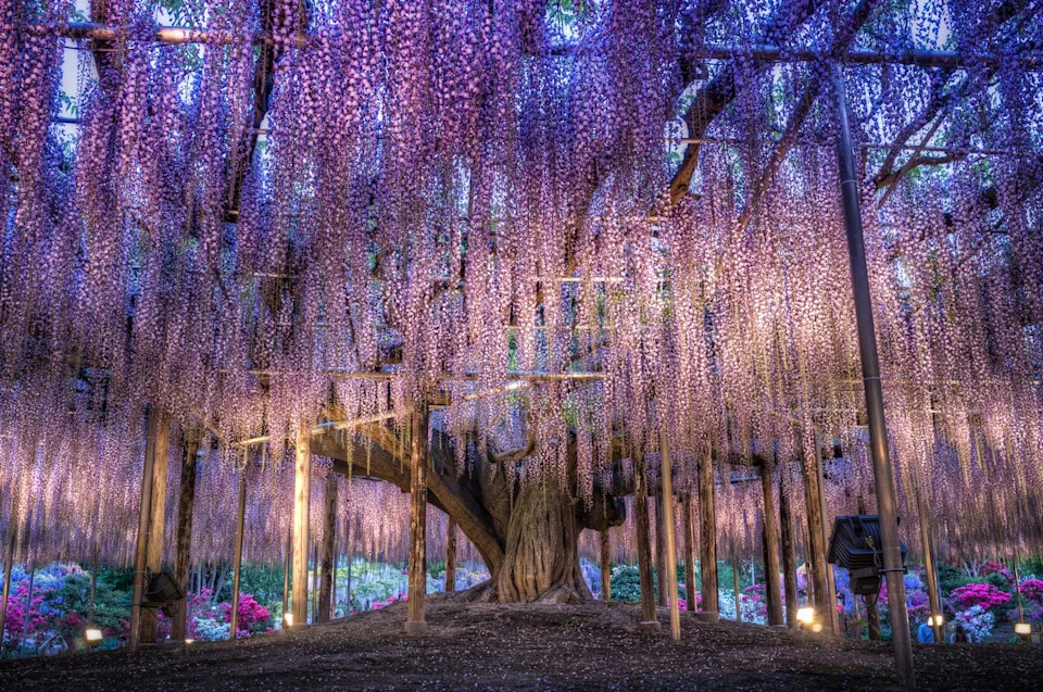 wisteria