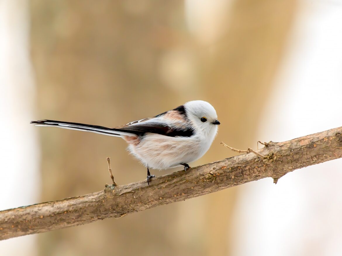 Why Japan loves the shima-enaga, Hokkaido’s cute ‘snow fairy’ bird _gin-tonic-wikimedia-commons-cc-1.jpeg