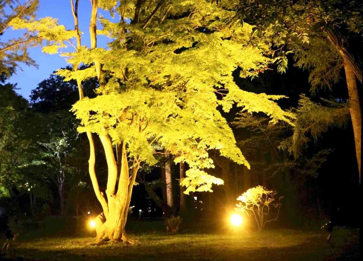 Autumn Leaves to Turn Fiery Red; Hakodate Garden to Start Illumination Event Today Autumn Leaves to Turn Fiery Red; Hakodate Garden to Start Illumination Event Today