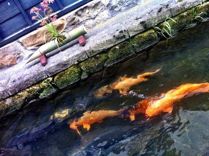 Carp swimming alongside the pavement in Hida Furukawa