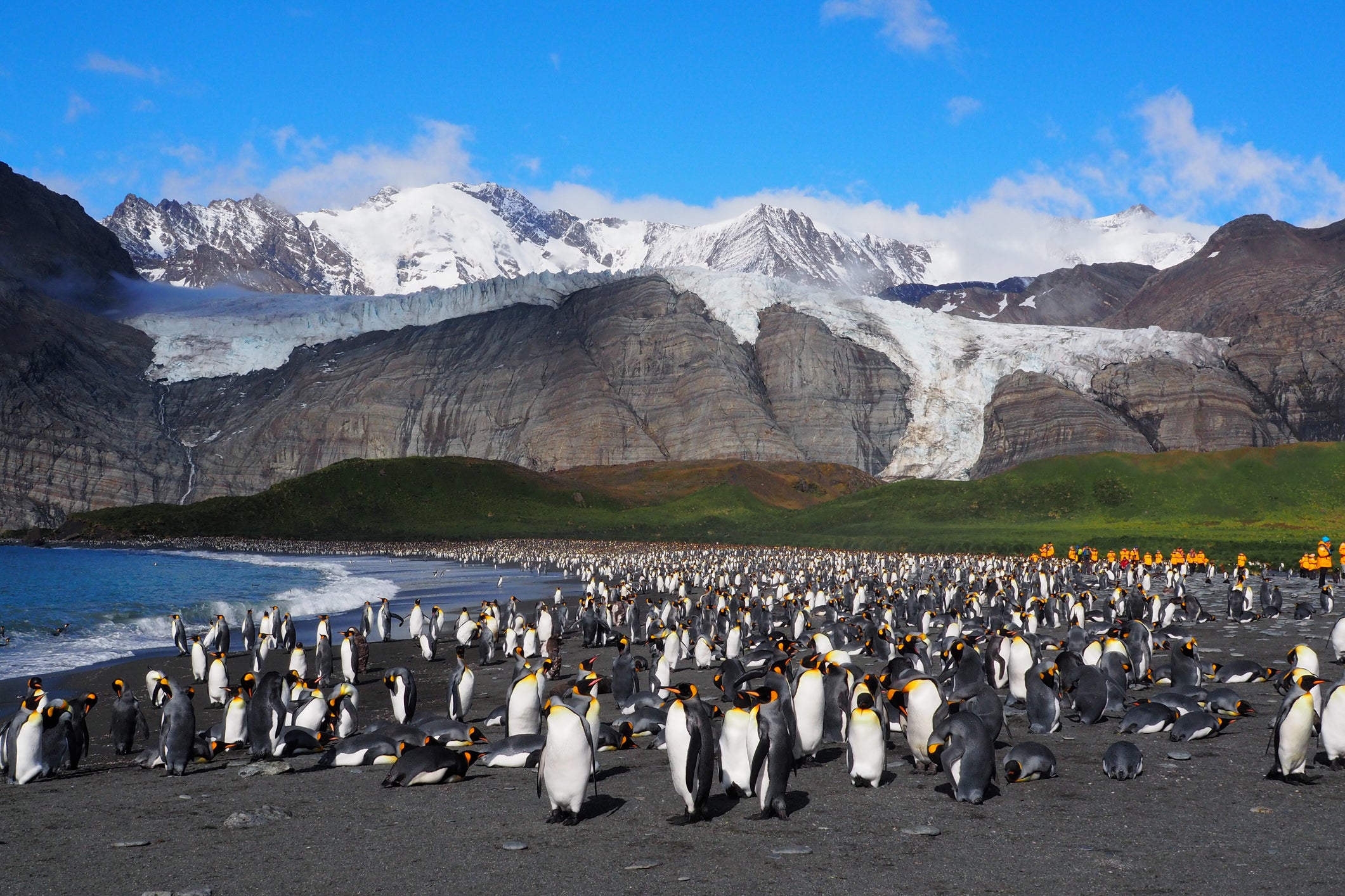 King penguins congregate on South Georgia