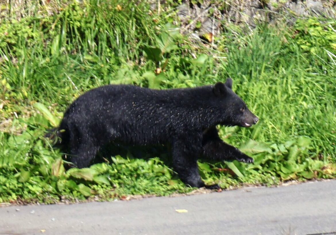 Lying face down helps prevent severe injuries in bear attacks: Japan study Lying face down helps prevent severe injuries in bear attacks: Japan study
