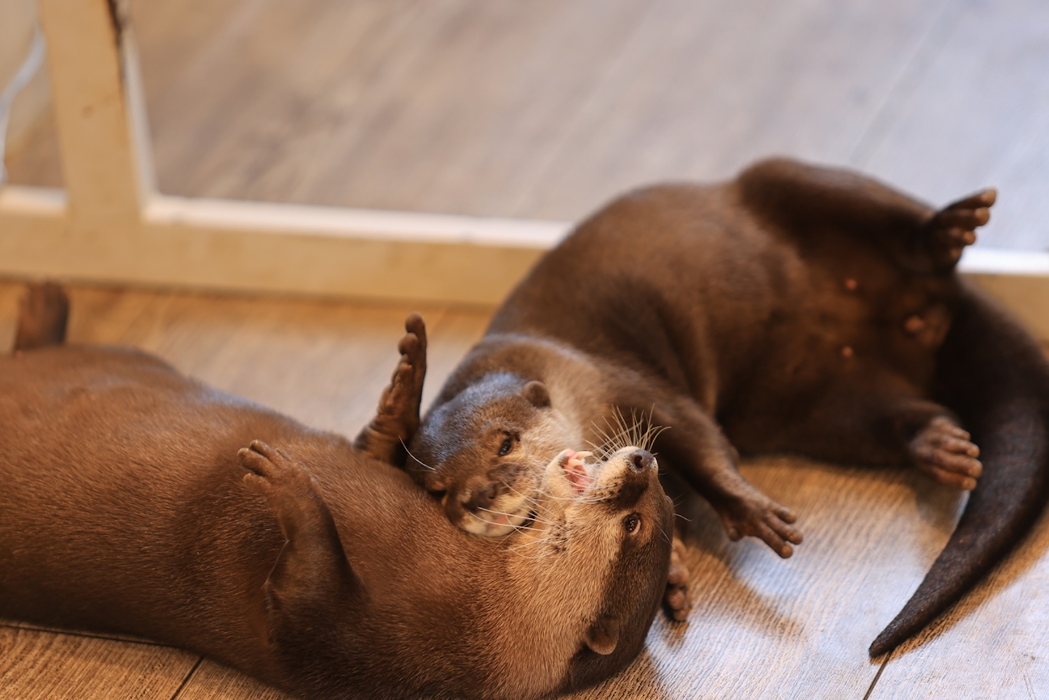 istock-lewistsepuilung-otter-cafe-in-japan.jpeg