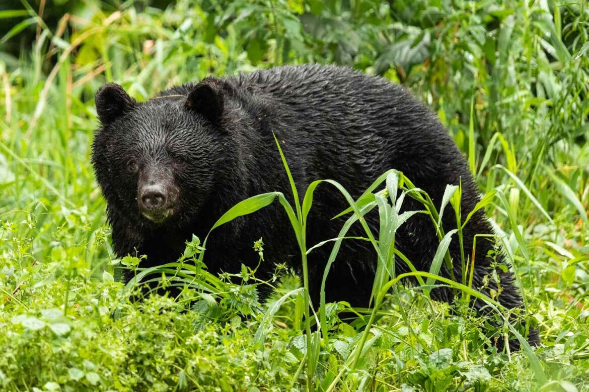 Japan Plans to Recruit Hunters to Stop Bear Attacks Japan Plans to Recruit Hunters to Stop Bear Attacks