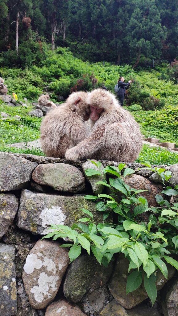 Snow Monkey Park, Nagano