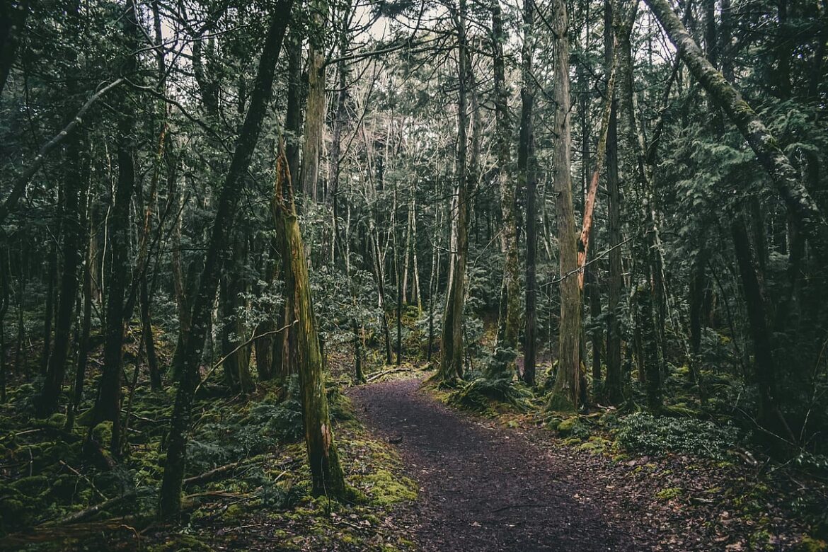 Secrets, Legends & the Haunting Beauty of the Sea of Trees