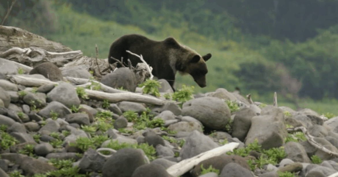 Bears kill 1 person, injure 4 in Japan as record number of deadly attacks continues to rise Bears kill 1 person, injure 4 in Japan as record number of deadly attacks continues to rise