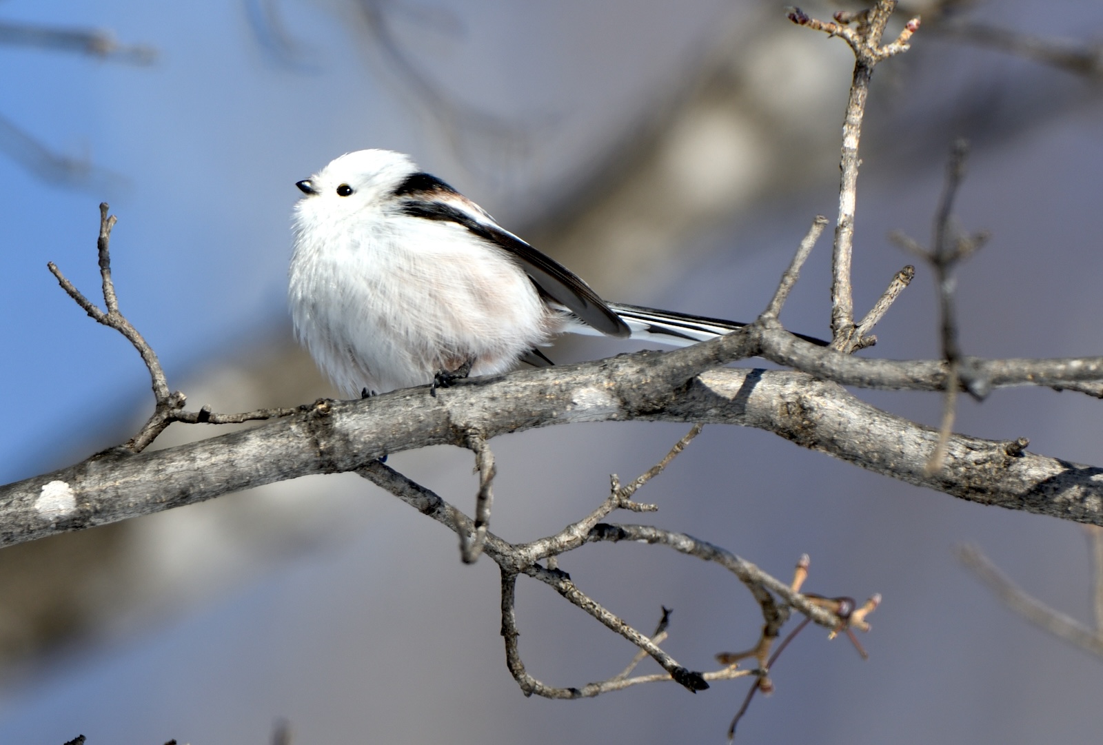 shima-enaga-maple-tree_satoru-s-istock-1974552089.jpeg