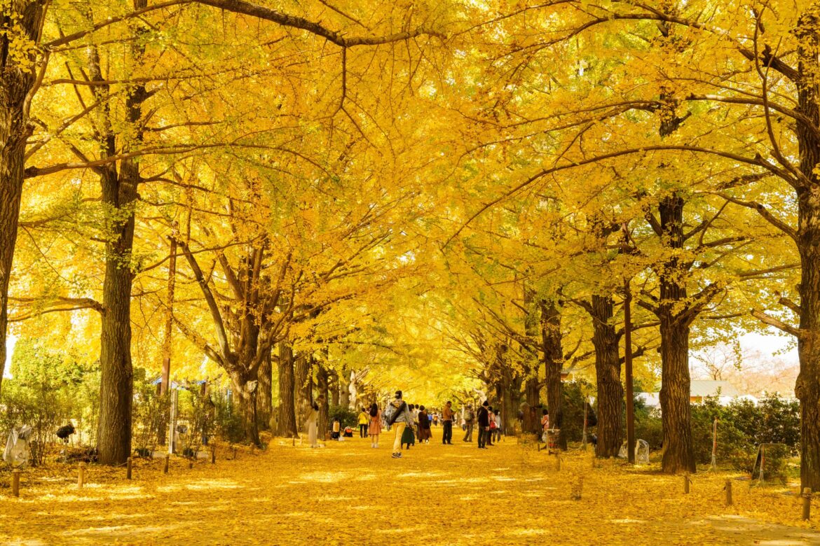The Best Things To Do in Tokyo This Month: November 2025 The Best Things To Do in Tokyo This Month: November 2025
