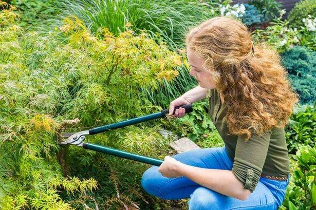 Young woman pruning Japanese maple plant in garden