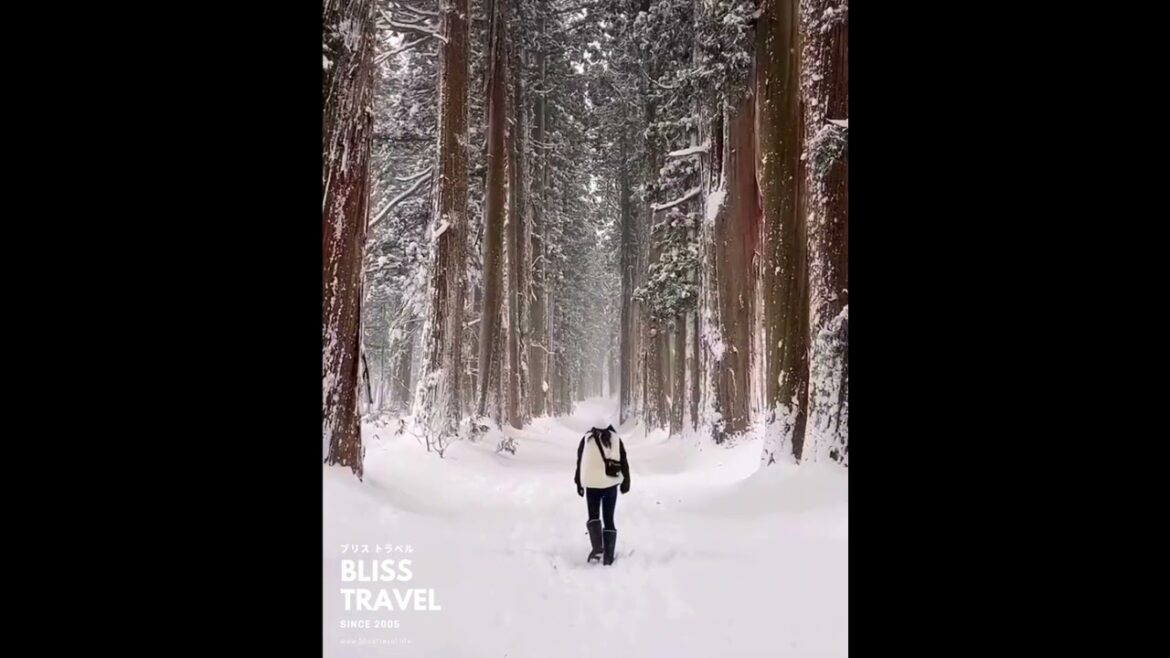 Discover the Mystical Beauty of Togakushi Shrine ⛩️✨ | Hidden Gem in Japan!
