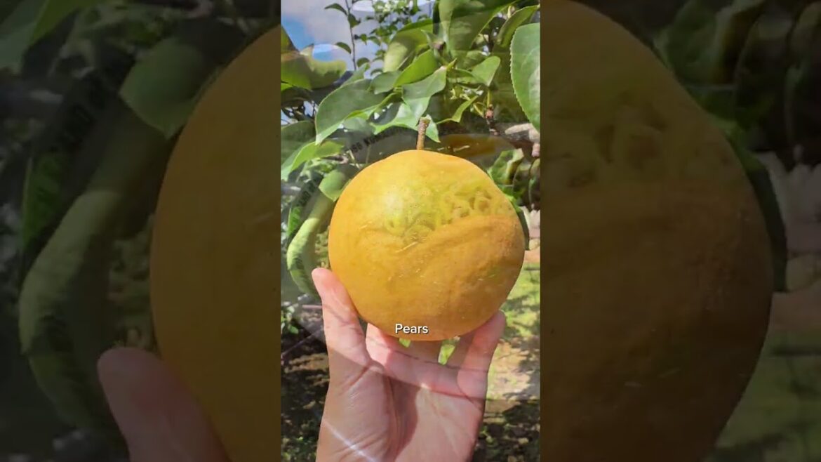 Visit 4 cities in Kyushu in 60 seconds Visit 4 cities in Kyushu in 60 seconds