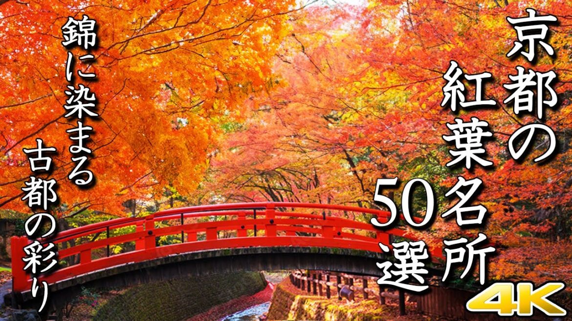 【🍁4K 京都の紅葉50選】鮮やかな極上の名所 【🍁4K 京都の紅葉50選】鮮やかな極上の名所