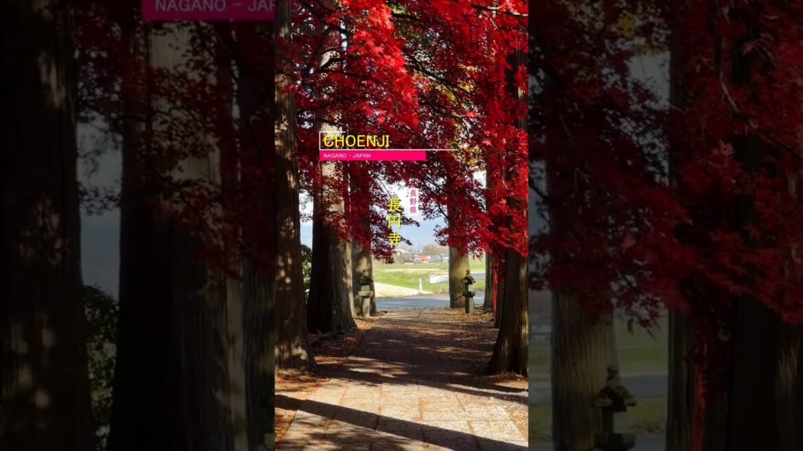 🍁🏯 The Scarlet Path: Autumn at Choenji