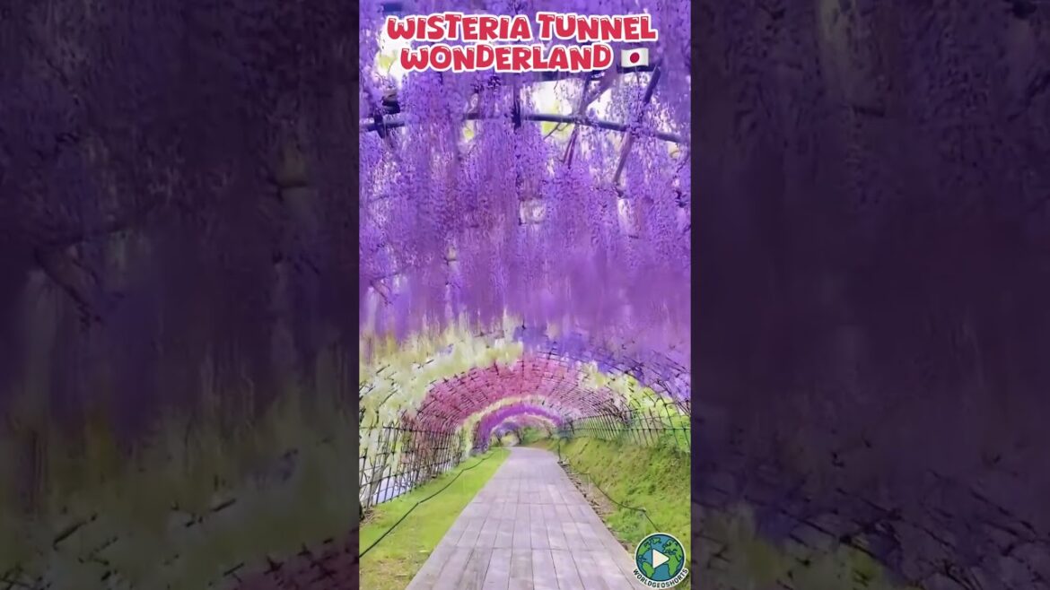 This Tunnel in Japan Feels Like a Dream! 💜 #WisteriaTunnel
