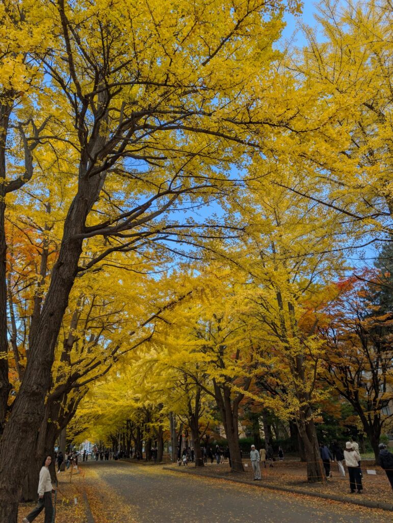 Autumn at Ginkgo Avenue, Hokkaido University, Sapporo