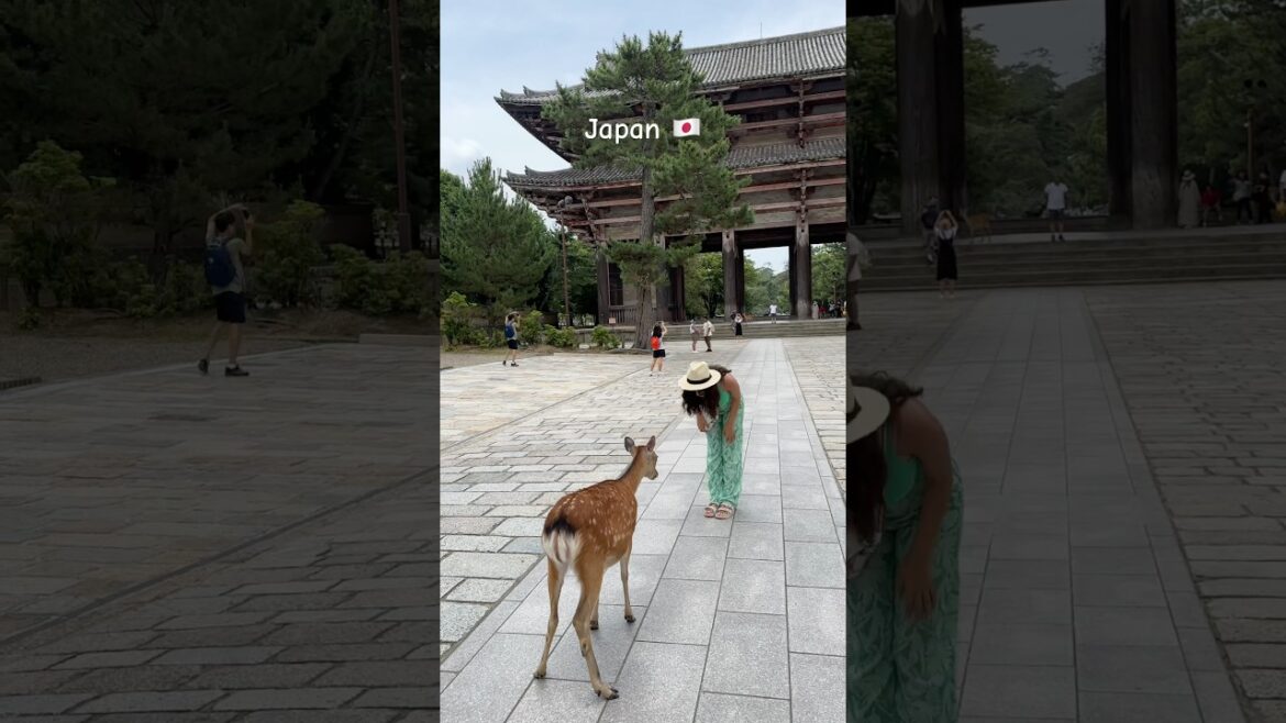Nara deer Park in Japan 🇯🇵 #japantravel #japanvlog #naradeerpark