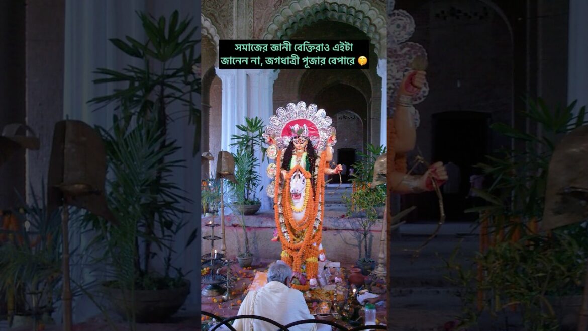 krishnanagar rajbari jagadhatri puja history & chasapara burima vs chandannagar lighting #puja krishnanagar rajbari jagadhatri puja history & chasapara burima vs chandannagar lighting #puja
